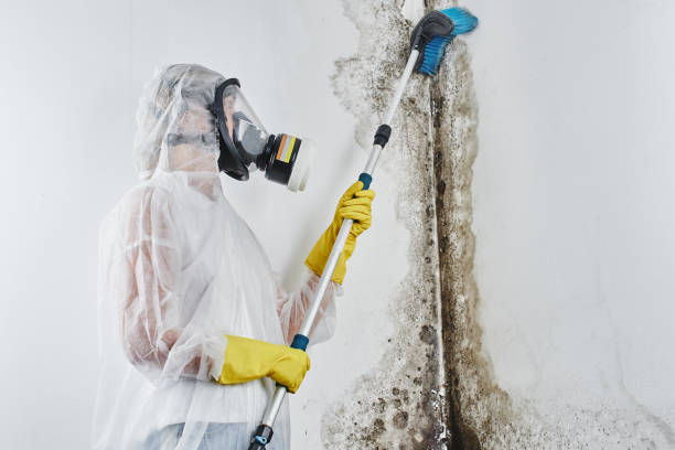 Best Post-Flood Mold Remediation in Norton Center, MA
