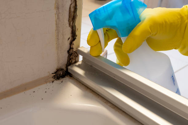 Best Industrial Mold Remediation in Norton Center, MA