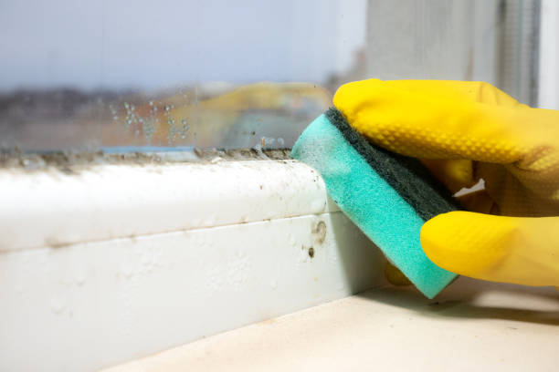 Best White Mold Remediation in Norton Center, MA