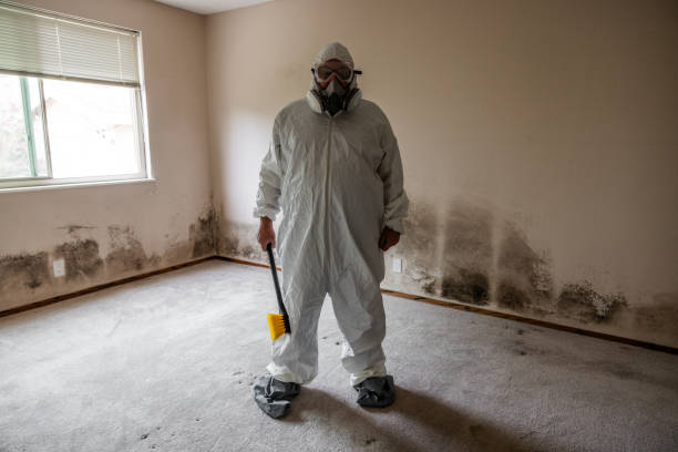 Norton Center, MA Mold Remediation Company