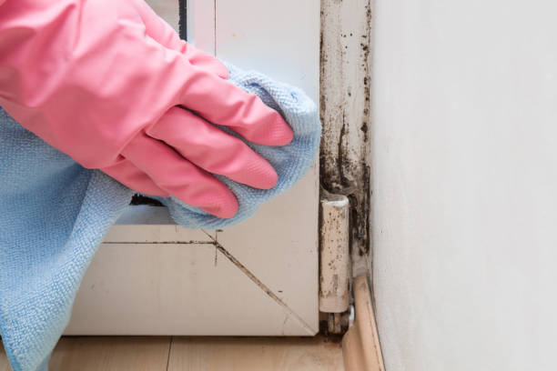  Norton Center, MA Mold Removal Pros